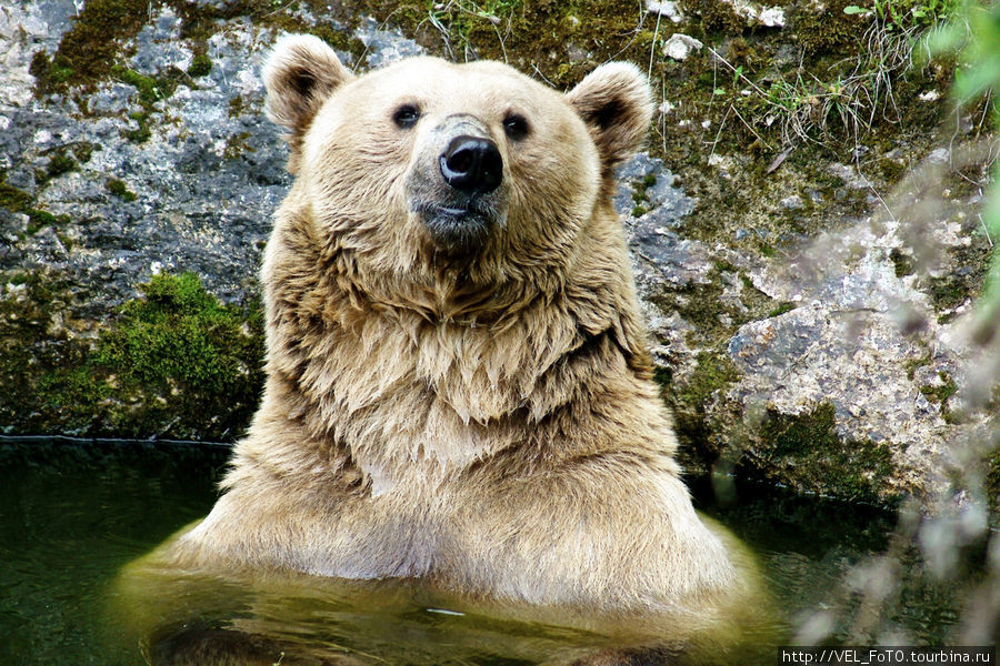 Хозяин теснины — восьмилетний медведь Тимофей, который переехал сюда из Краснодарского зоопарка. Каменномостский, Россия