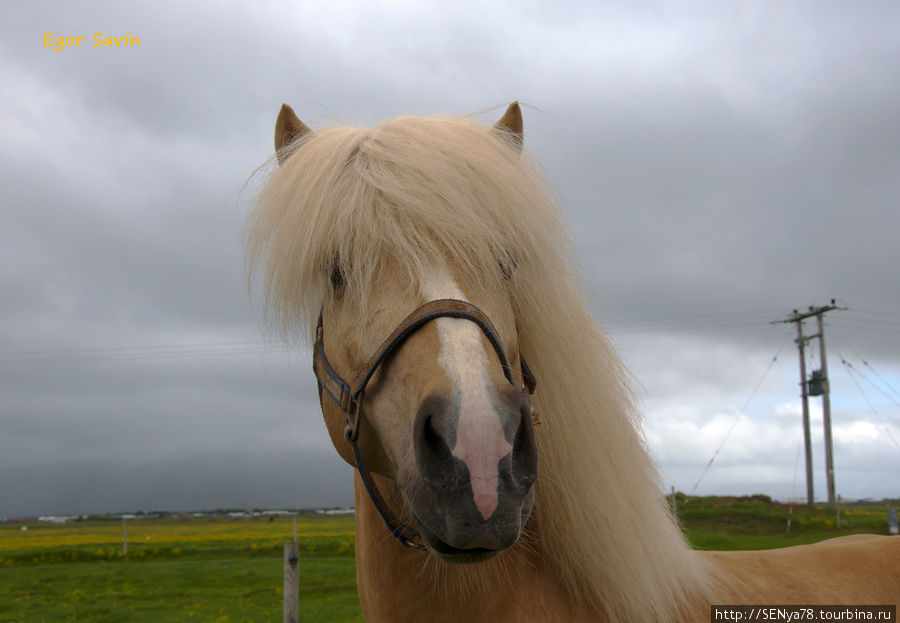 Один из многочисленных исландских коней, кои встречаются по всей Исландии! Южная Исландия, Исландия