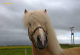 Один из многочисленных исландских коней, кои встречаются по всей Исландии!