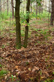 Кроме грибов в местных лесах встречаются кабаны. Вот вокруг маленького дуба в поисках желудей избороздила землю стая голодных кабанов.