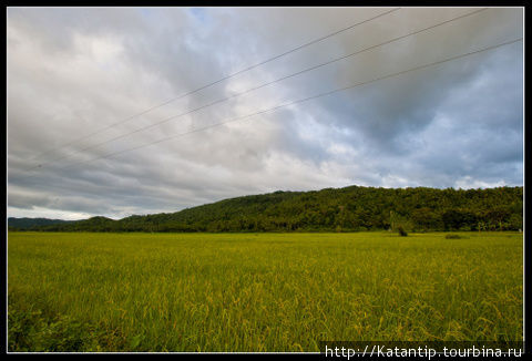 Рисовые поля Остров Панай, Филиппины