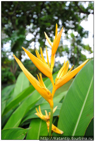 Цветок Райская птица Остров Панай, Филиппины