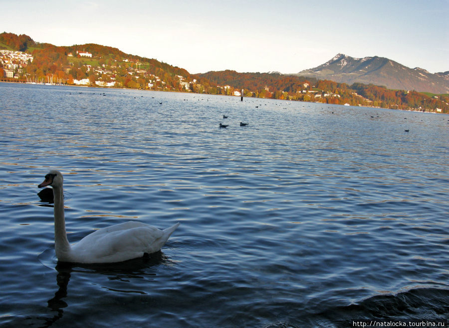 Лебединая сказка Люцерна Люцерн, Швейцария
