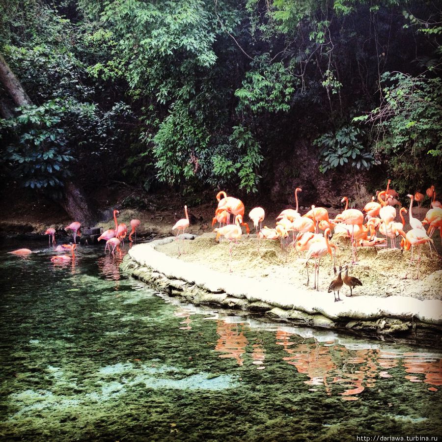 Зоопарк Санто-Доминго Санто-Доминго, Доминиканская Республика