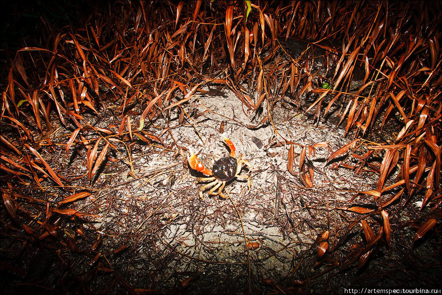 Краб в среде обитания. Суматра, Индонезия