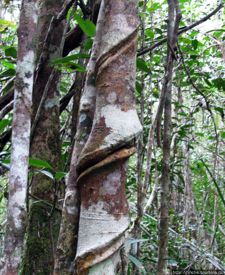 Причуды дождевого леса на востоке Мадагаскара. Андасибе-Мантадиа Национальный Парк, Мадагаскар
