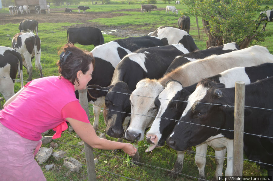 Встречи и открытия на дорогах Пуэрто-Рико Кабо-Рохо, Пуэрто-Рико Встречи и открытия на дорогах Пуэрто-Рико Кабо-Рохо, Пуэрто-Рико