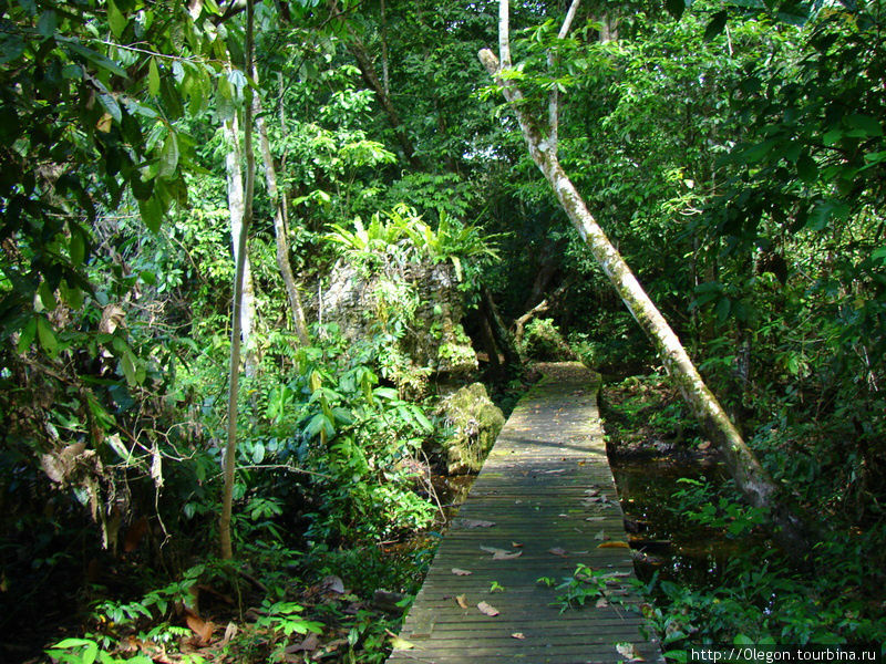 Тропинка проложена примерно на 6-8 километров Мири, Малайзия