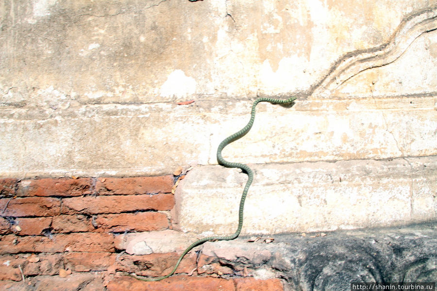 Настоящая живая змея. Ядовитая или нет? Амарапура, Мьянма