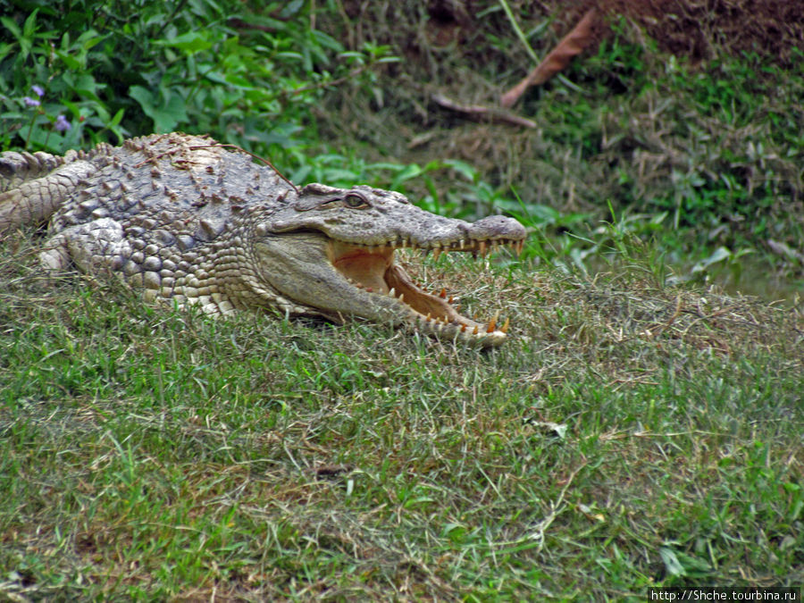 Заглянуть в пасть крокодилам, или красивое рядом Мураманга, Мадагаскар