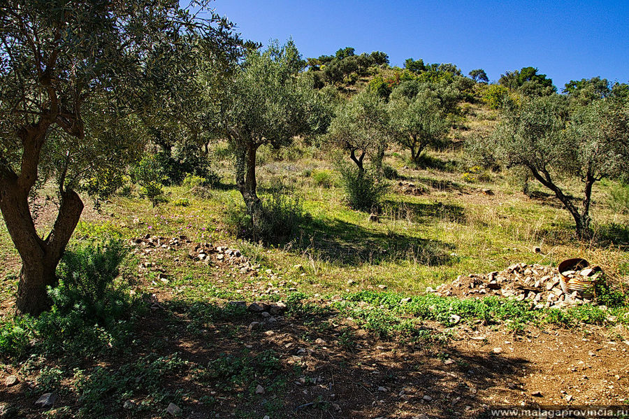 Проскочив мостик — типичный пейзаж для гор Малаги — оливковые деревья Малага, Испания