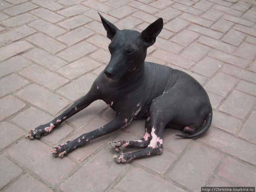 Лысая перуанская собачка.
По информации от гида, эта разновидность псов идет из глубоких времен инков ... Такого вида, якобы, нигде в мире больше нет. Лима, Перу