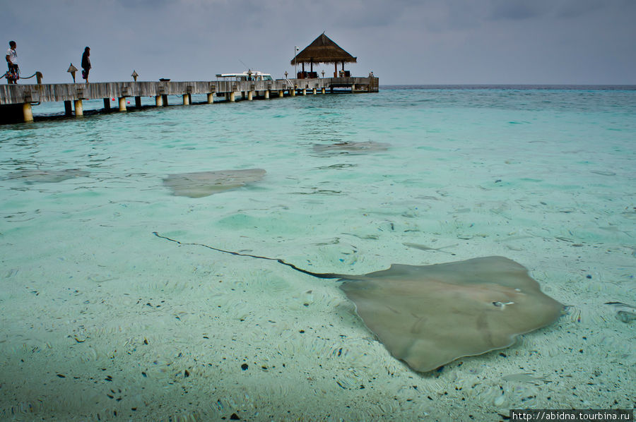 Мальдивы. Кормление скатов и акул Мальдивские острова