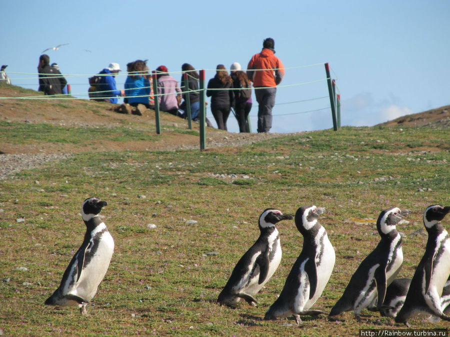 Пингвины и люди Остров Магдалена, Чили