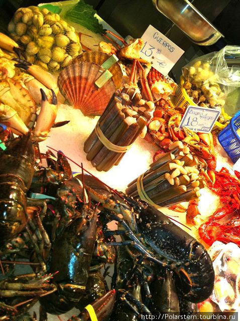 Двустворчатые моллюски-солениды, или морские черенки (в центре кадра в пучке)... Барселона, Испания