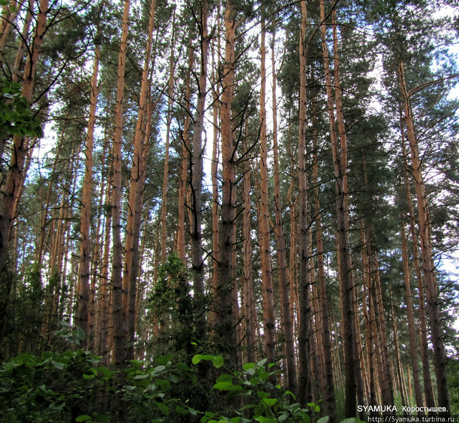 Сосновый лес. Коростышев, Украина