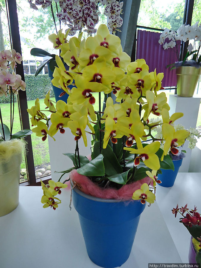 Орхидеи Кёкенхоф, Нидерланды