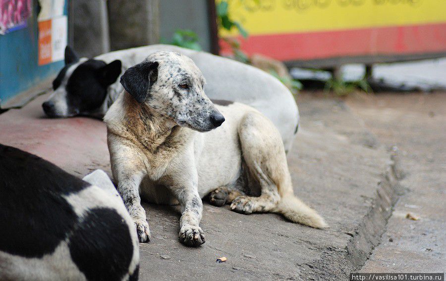 Вокруг озера Канди Канди, Шри-Ланка Вокруг озера Канди Канди, Шри-Ланка