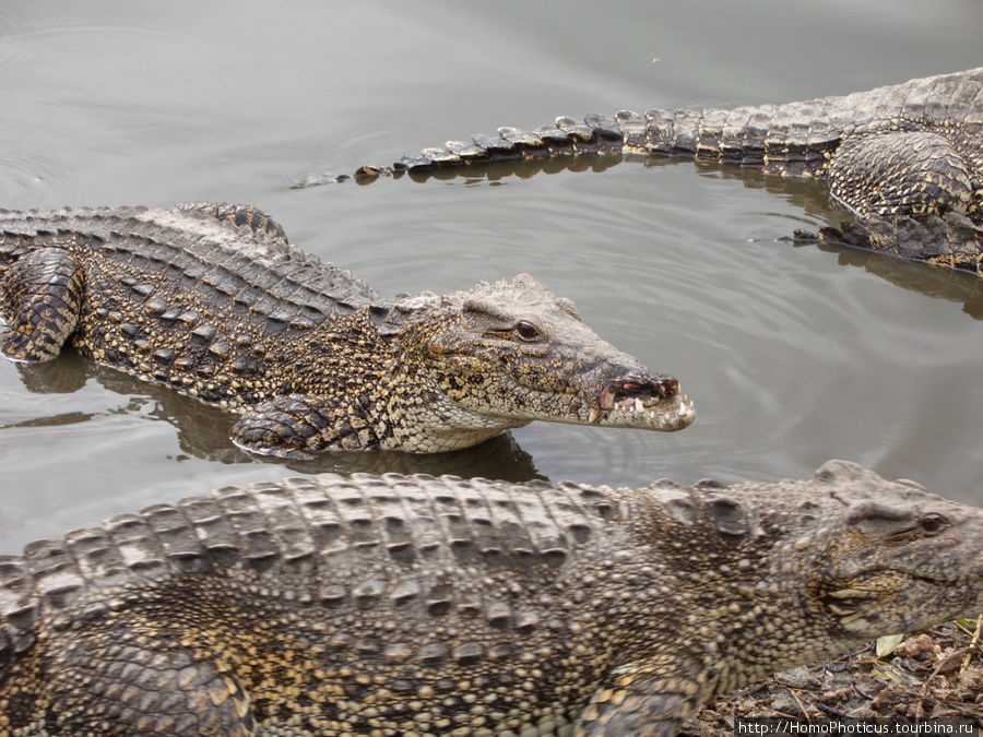 К индейцам и крокодилам. Национальный парк Полуостров Сапата, Куба