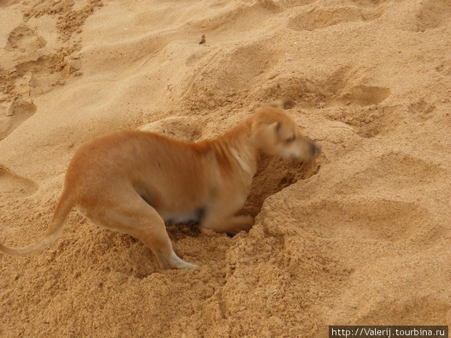 А морепродукты можно ловить и так. Эта собака чует крабов, мгновенно вырывает яму и с аппетитом ест крабов. Хочешь жить ... А морепродукты можно ловить и так. Эта собака чует крабов, мгновенно вырывает яму и с аппетитом ест крабов. Хочешь жить ...