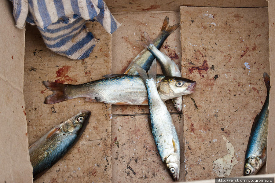 О Владивостоке с любовью... Владивосток, Россия О Владивостоке с любовью... Владивосток, Россия