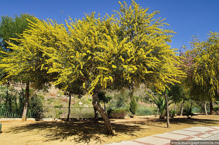 Мимоза как она есть Мимоза как она есть