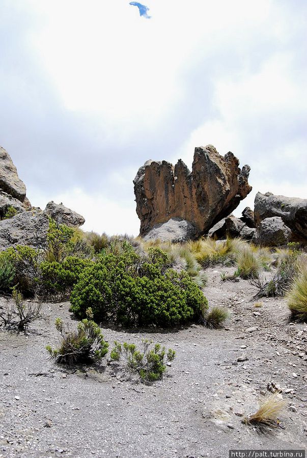 Каменный цветок в Каменном лесу Каменный цветок в Каменном лесу