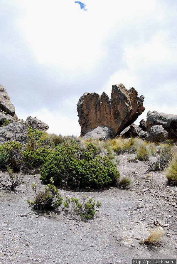 Каменный цветок в Каменном лесу Регион Пуно, Перу