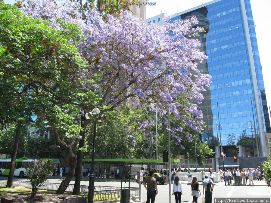 Цветущий современный город (для тех, кто сомневается) Сантьяго, Чили