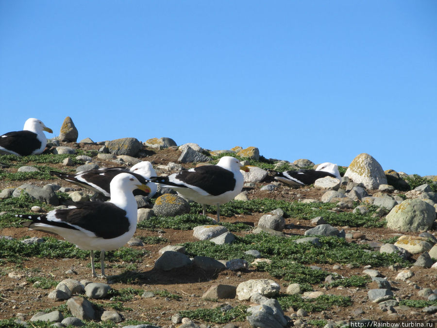 На острове кроме пингвинов  еще живут и чайки Остров Магдалена, Чили