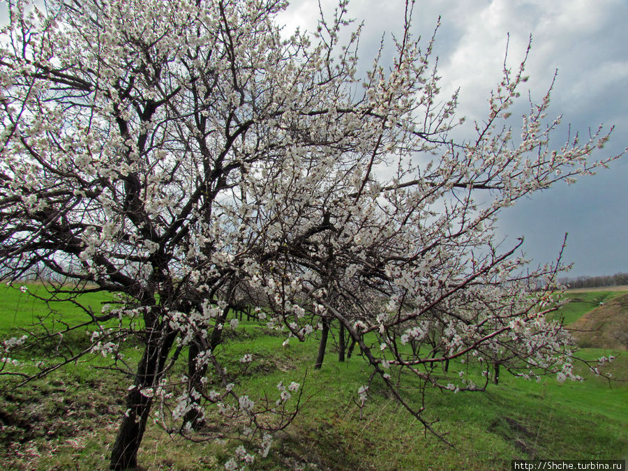 Одно но, цветение абрикос совпало с сильными ветрами, лепестки быстро облетают и в этом году не получается эффект максимального цветения Рогань, Украина