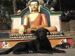 Местные собаки тоже исповедуют буддизм — они очень миролюбивы и отличаются спокойным нравом.