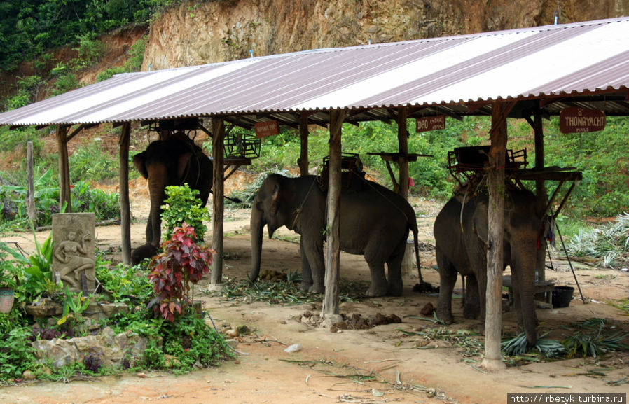 Слоновник Чанг Чутиман Остров Чанг, Таиланд
