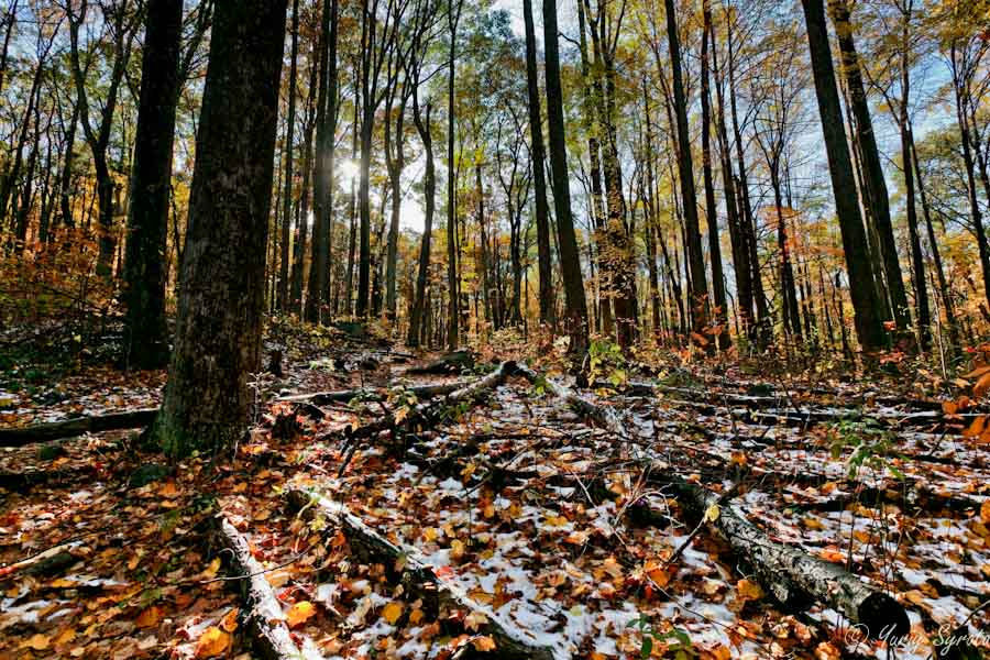 Золотая осень в горах Шенандоа Национальный парк Шенандоа, CША