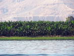 Луксор. Западный берег Нила. Банановая роща