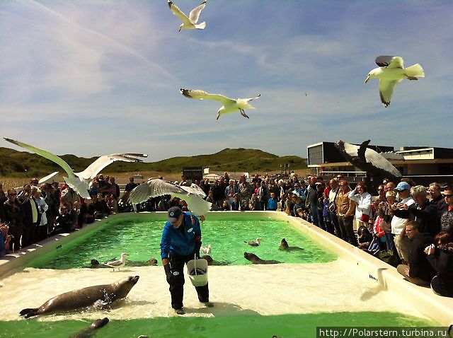Кормление морских котиков Остров Тексел, Нидерланды