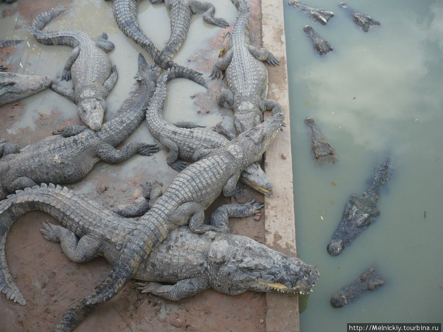 Крокодиловая ферма Сиемреап, Камбоджа
