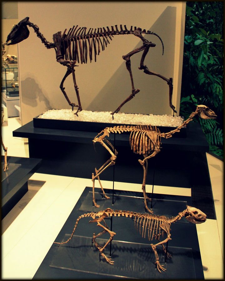 Доисторические животные Королевского музея Онтарио Торонто, Канада