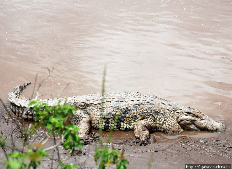 Главная гроза реки Мара — крокодил. Они здесь большие и толстые. Наверное, немало загубленных жизней на его совести Масаи-Мара Национальный Парк, Кения