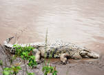 Главная гроза реки Мара — крокодил. Они здесь большие и толстые. Наверное, немало загубленных жизней на его совести