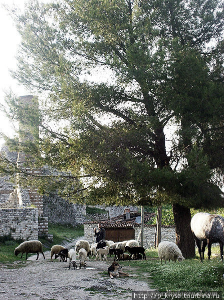 В крепости проживают люди. Среди руин мечети обитатели крепости  пасут скот. Берат, Албания