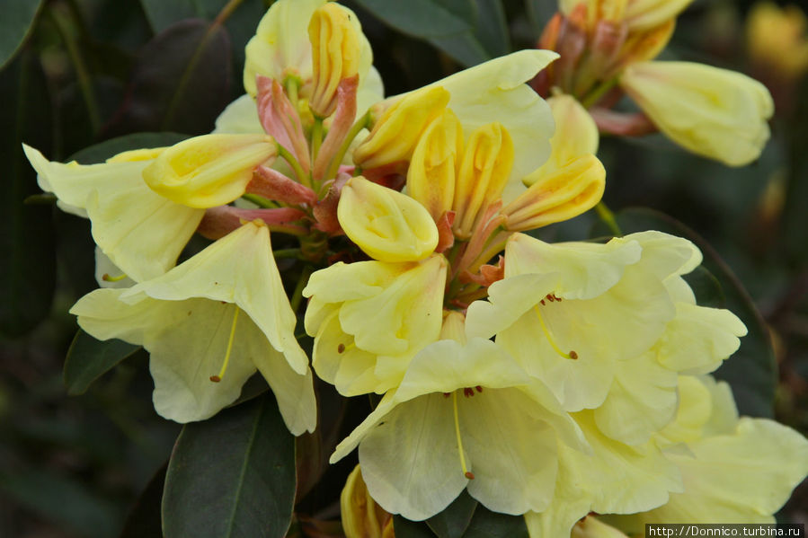 Рододенбремен! Бремен, Германия Рододенбремен! Бремен, Германия