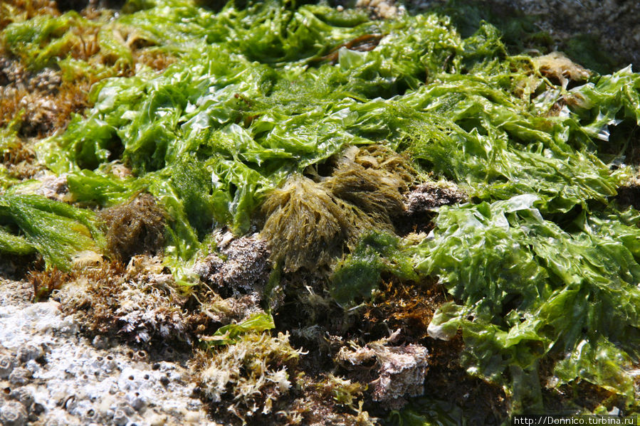 водоросли тут встречаются самые разные. вот эти как мне кажется можно отправлять напрямую в салат Ллорет-де-Мар, Испания