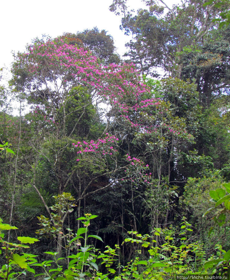 Встречаются цветущие деревья, похожие на акации. Ноябрь — весна... Андасибе-Мантадиа Национальный Парк, Мадагаскар