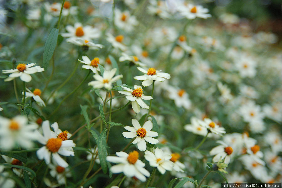 Вокруг озера Канди Канди, Шри-Ланка Вокруг озера Канди Канди, Шри-Ланка