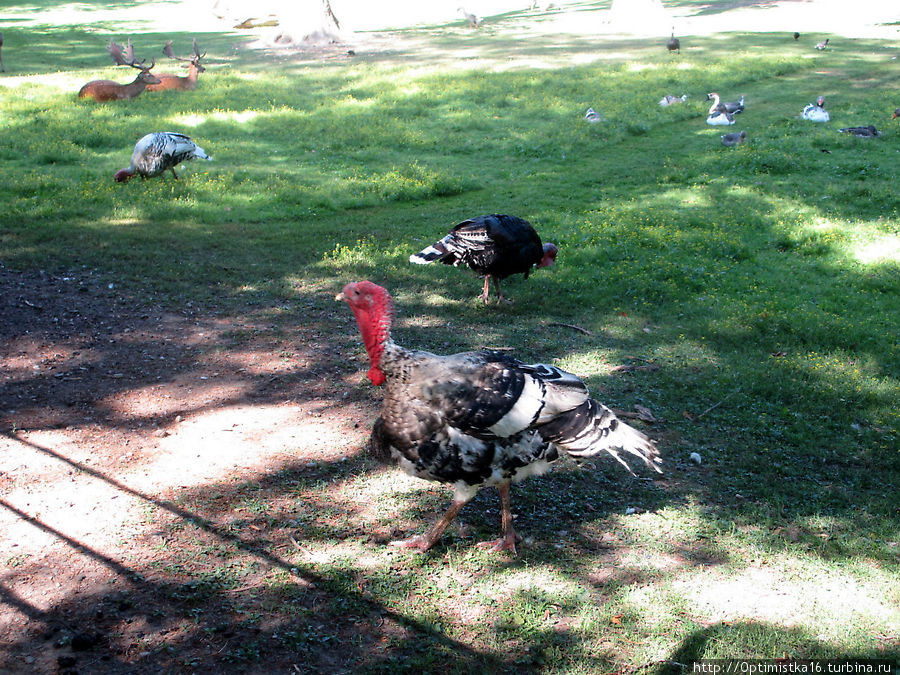 Милые добрые звери и птицы в парке Архиепископского замка Кромержиж, Чехия