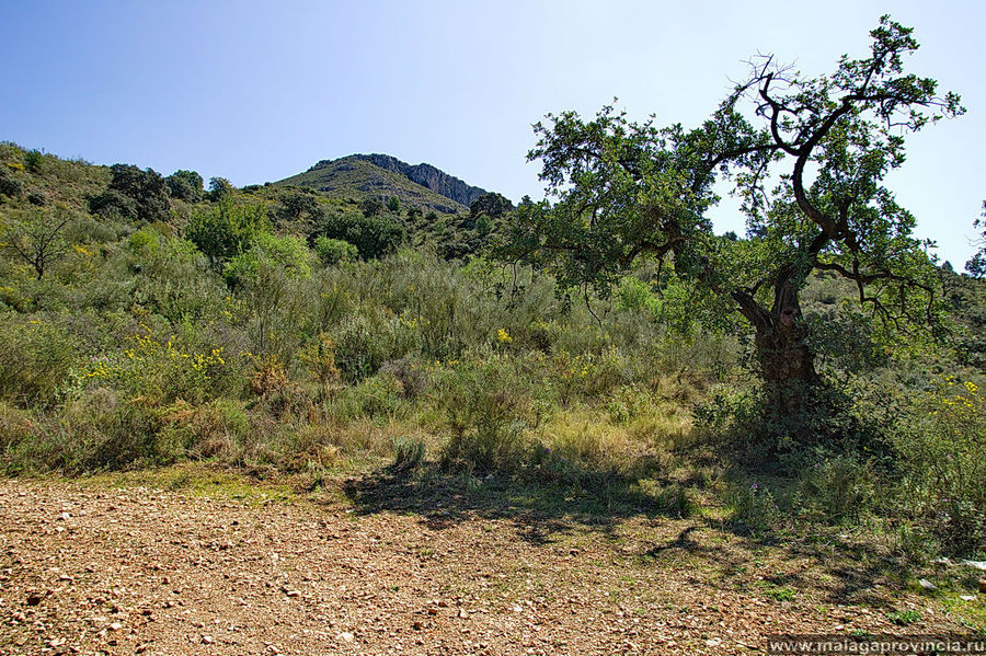 Наверное, так и выглядел анчар Наверное, так и выглядел анчар