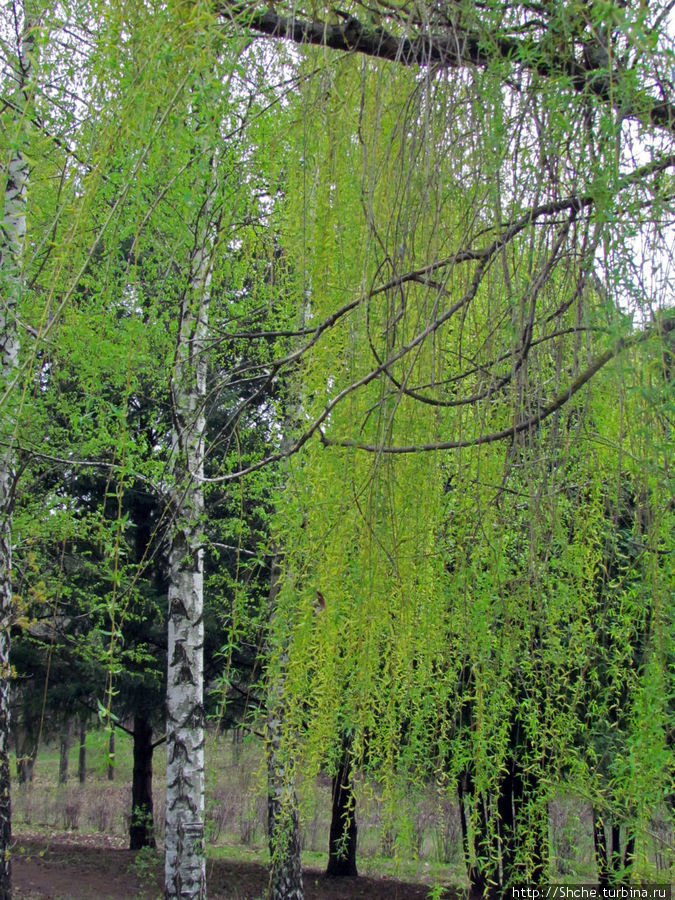 Апрельские прогулки по дендропарку аграрного университета Докучаевское, Украина