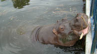 Вот такие монстры водятся в водах Скадарского озера, шутка. На самом деле этот симпатишный бегемот живёт в отеле рядом со Скадарским озером.