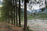 Кипарисы и рисовые поля. Гигантский кипарис — национальное дерево Бутана
